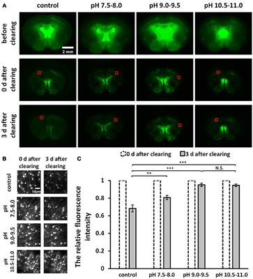 Optimization of GFP Fluorescence Preservation by a Modified uDISCO Clearing Protocol